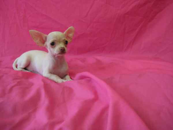 Chiot Chihuahua Poil Court 