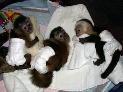 jolis bebes singes capucins pour adopti