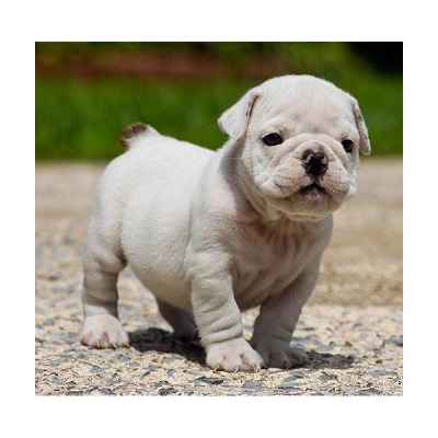 Magnifique chiot bulldog Anglais à adopter